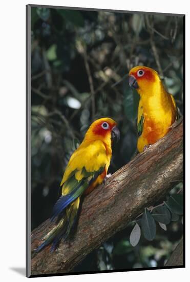 Sun Parakeets on Branch-DLILLC-Mounted Photographic Print