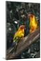 Sun Parakeets on Branch-DLILLC-Mounted Photographic Print