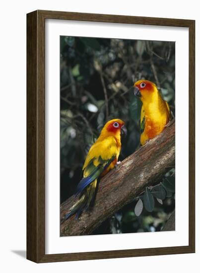 Sun Parakeets on Branch-DLILLC-Framed Photographic Print