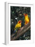 Sun Parakeets on Branch-DLILLC-Framed Photographic Print