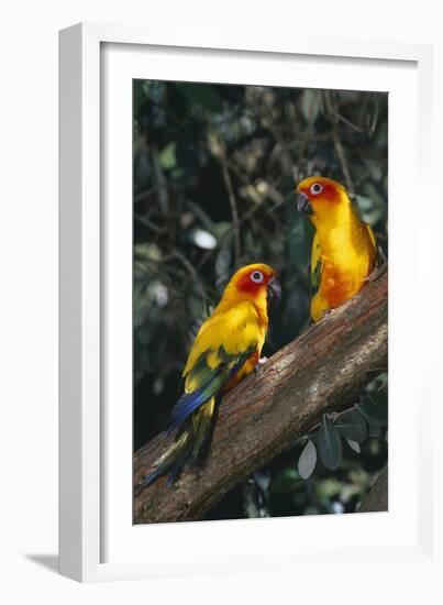 Sun Parakeets on Branch-DLILLC-Framed Photographic Print