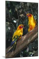 Sun Parakeets on Branch-DLILLC-Mounted Photographic Print