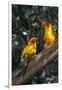 Sun Parakeets on Branch-DLILLC-Framed Photographic Print