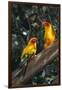 Sun Parakeets on Branch-DLILLC-Framed Photographic Print