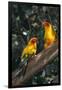 Sun Parakeets on Branch-DLILLC-Framed Photographic Print