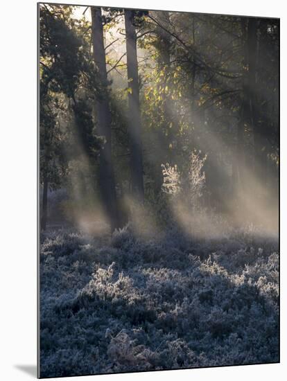 Sun rays illuminate a winter forest landscape-Charles Bowman-Mounted Photographic Print