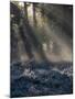 Sun rays illuminate a winter forest landscape-Charles Bowman-Mounted Photographic Print