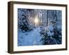 Sun rays in forest covered in snorw Upper Bavaria, Germany-Konrad Wothe-Framed Photographic Print