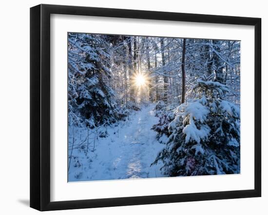Sun rays in forest covered in snorw Upper Bavaria, Germany-Konrad Wothe-Framed Photographic Print