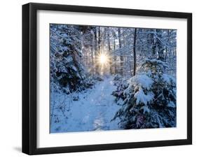 Sun rays in forest covered in snorw Upper Bavaria, Germany-Konrad Wothe-Framed Photographic Print