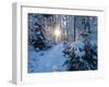 Sun rays in forest covered in snorw Upper Bavaria, Germany-Konrad Wothe-Framed Photographic Print