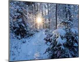 Sun rays in forest covered in snorw Upper Bavaria, Germany-Konrad Wothe-Mounted Photographic Print