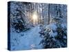 Sun rays in forest covered in snorw Upper Bavaria, Germany-Konrad Wothe-Stretched Canvas