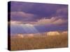 Sun Rays in the Afternoon Storm Clouds, Maasai Mara, Kenya-Joe Restuccia III-Stretched Canvas