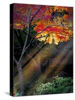 Sun Rays Peeking through Fall Foliage-Dean Fikar-Stretched Canvas