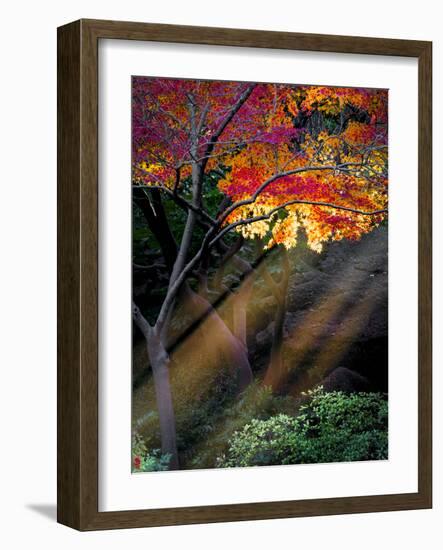 Sun Rays Peeking through Fall Foliage-Dean Fikar-Framed Photographic Print