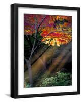 Sun Rays Peeking through Fall Foliage-Dean Fikar-Framed Photographic Print