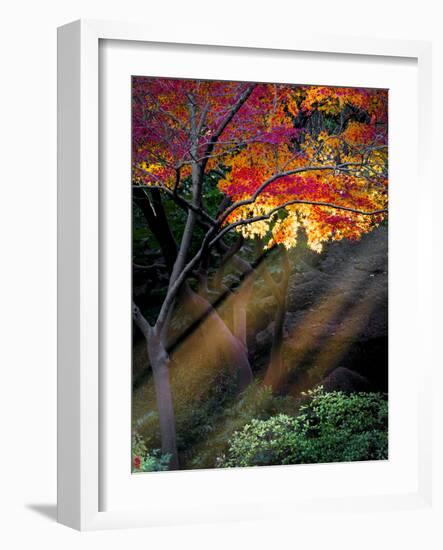 Sun Rays Peeking through Fall Foliage-Dean Fikar-Framed Photographic Print