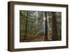 Sun Rays Penetrate Forest Floor at Ross Creed Cedar Grove in Kootenai National Forest, Montana-Chuck Haney-Framed Photographic Print