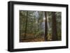 Sun Rays Penetrate Forest Floor at Ross Creed Cedar Grove in Kootenai National Forest, Montana-Chuck Haney-Framed Photographic Print