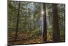 Sun Rays Penetrate Forest Floor at Ross Creed Cedar Grove in Kootenai National Forest, Montana-Chuck Haney-Mounted Photographic Print