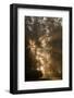 Sun rays shining between trees in foggy autumn morning-Paivi Vikstrom-Framed Photographic Print