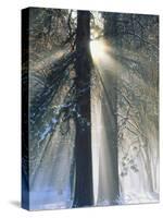 Sun Rays Streaming Through Snow Covered Trees, Yosemite National Park, California, USA-Christopher Bettencourt-Stretched Canvas