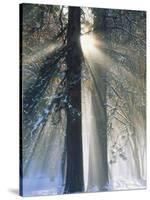 Sun Rays Streaming Through Snow Covered Trees, Yosemite National Park, California, USA-Christopher Bettencourt-Stretched Canvas