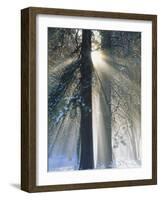 Sun Rays Streaming Through Snow Covered Trees, Yosemite National Park, California, USA-Christopher Bettencourt-Framed Photographic Print