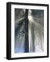 Sun Rays Streaming Through Snow Covered Trees, Yosemite National Park, California, USA-Christopher Bettencourt-Framed Photographic Print