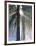 Sun Rays Streaming Through Snow Covered Trees, Yosemite National Park, California, USA-Christopher Bettencourt-Framed Photographic Print