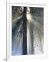 Sun Rays Streaming Through Snow Covered Trees, Yosemite National Park, California, USA-Christopher Bettencourt-Framed Photographic Print