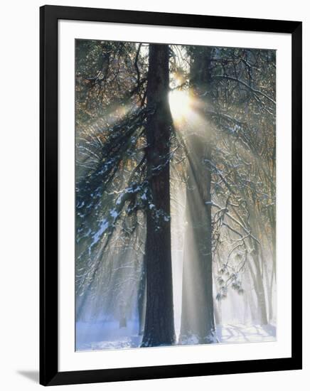 Sun Rays Streaming Through Snow Covered Trees, Yosemite National Park, California, USA-Christopher Bettencourt-Framed Photographic Print