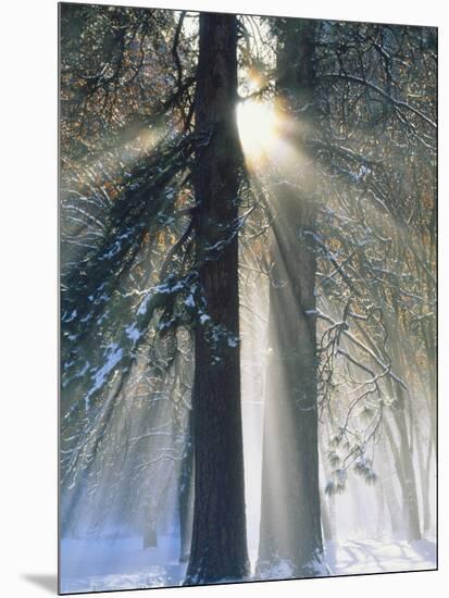 Sun Rays Streaming Through Snow Covered Trees, Yosemite National Park, California, USA-Christopher Bettencourt-Mounted Photographic Print