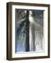 Sun Rays Streaming Through Snow Covered Trees, Yosemite National Park, California, USA-Christopher Bettencourt-Framed Photographic Print