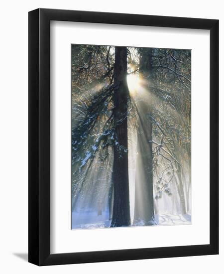 Sun Rays Streaming Through Snow Covered Trees, Yosemite National Park, California, USA-Christopher Bettencourt-Framed Photographic Print