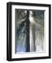 Sun Rays Streaming Through Snow Covered Trees, Yosemite National Park, California, USA-Christopher Bettencourt-Framed Photographic Print