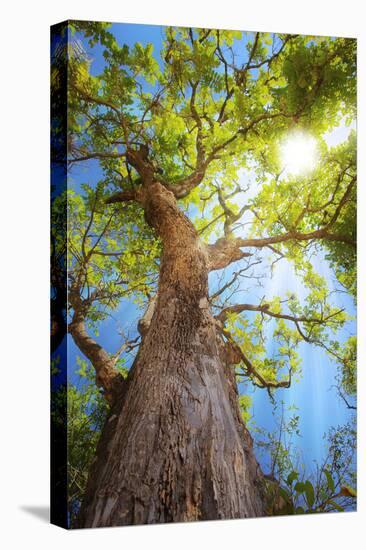 Sun Rays Streaming through Tree Branches - Seen from Below-Johan Swanepoel-Stretched Canvas