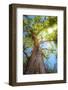 Sun Rays Streaming through Tree Branches - Seen from Below-Johan Swanepoel-Framed Photographic Print