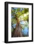 Sun Rays Streaming through Tree Branches - Seen from Below-Johan Swanepoel-Framed Photographic Print