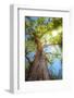 Sun Rays Streaming through Tree Branches - Seen from Below-Johan Swanepoel-Framed Photographic Print