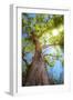 Sun Rays Streaming through Tree Branches - Seen from Below-Johan Swanepoel-Framed Photographic Print