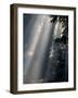 Sun Rays Through Mist, Olympic National Park, Washington, USA-Art Wolfe-Framed Photographic Print