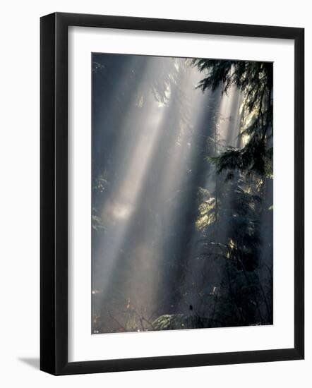 Sun Rays Through Mist, Olympic National Park, Washington, USA-Art Wolfe-Framed Photographic Print