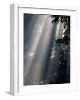 Sun Rays Through Mist, Olympic National Park, Washington, USA-Art Wolfe-Framed Photographic Print