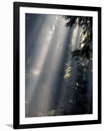 Sun Rays Through Mist, Olympic National Park, Washington, USA-Art Wolfe-Framed Photographic Print