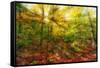 Sun Rays through the Autumn Leaves-SHS Photography-Framed Stretched Canvas