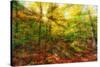Sun Rays through the Autumn Leaves-SHS Photography-Stretched Canvas