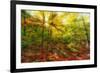 Sun Rays through the Autumn Leaves-SHS Photography-Framed Photographic Print