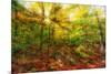 Sun Rays through the Autumn Leaves-SHS Photography-Mounted Photographic Print